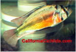 Astatotilapia Aneocolor Yellow Belly Albert