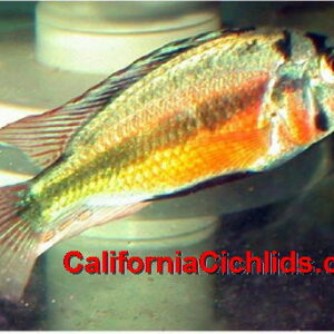 Astatotilapia Aneocolor Yellow Belly Albert
