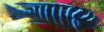 Pseudotropheus Dolphin Manda Giant Demasoni
