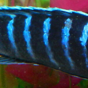Pseudotropheus Dolphin Manda Giant Demasoni