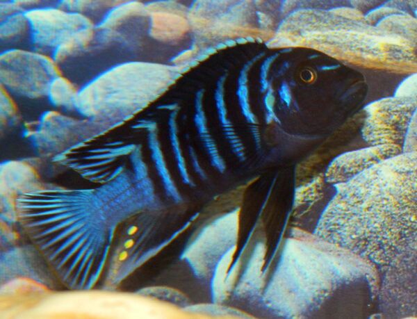 Pseudotropheus Manda Dolphin Giant Demasoni