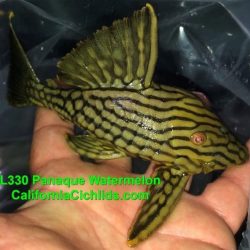 L330-Watermelon-Pleco-Wild-cb.jpg